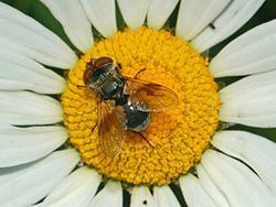 Ectophasia crassipennis httpsuploadwikimediaorgwikipediacommonsthu