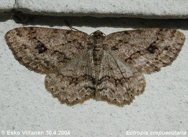 Ectropis Species Ectropis crepuscularia Small Engrailed Hodges6597