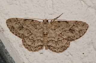 Ectropis Ectropis crepuscularia The Small Engrailed Discover Life