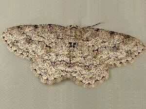 Ectropis Moth Photographers Group Living Moths by DW