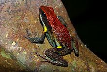 Ecuador poison frog httpsuploadwikimediaorgwikipediacommonsthu