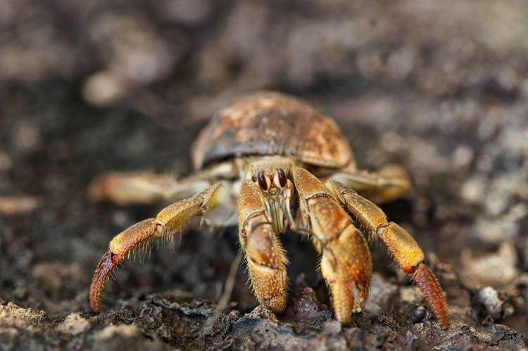Ecuadorian hermit crab 5 Interesting Facts About Ecuadorian Hermit Crabs Hayden39s Animal
