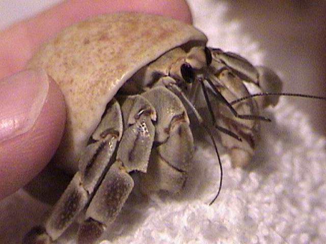 Ecuadorian hermit crab HERMITCRABSCOM