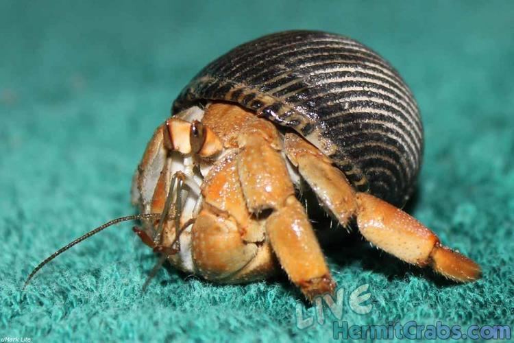 Ecuadorian hermit crab Hermit Crabs Coenobita compressus