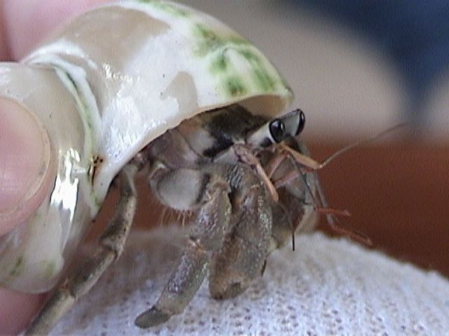 Ecuadorian hermit crab HERMITCRABSCOM