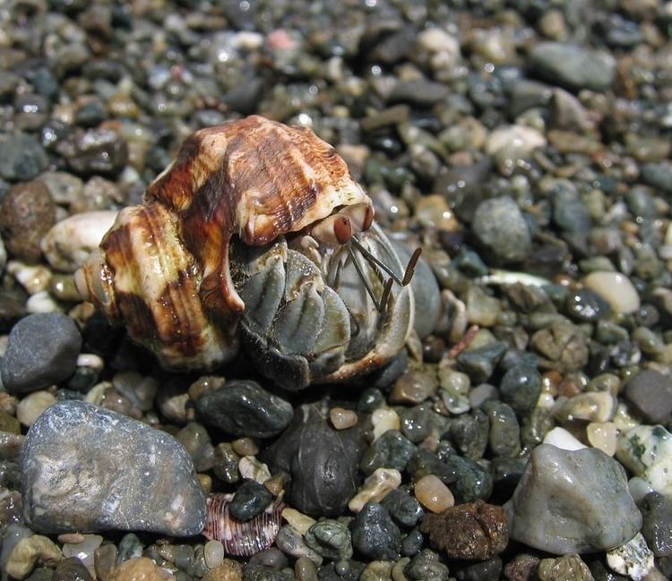 Ecuadorian hermit crab Ecuadorian hermit crab Wikipedia
