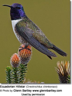 Ecuadorian hillstar httpswwwbeautyofbirdscomimagesbirdsEcuador