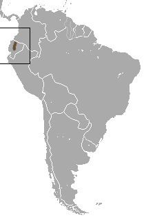 Ecuadorian small-eared shrew
