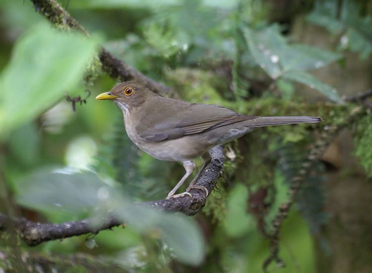 Ecuadorian thrush Sapayoa Ecuador Bird Photos Photo Keywords ecuadorian thrush
