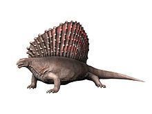 Edaphosaurus httpsuploadwikimediaorgwikipediacommonsthu