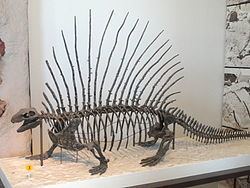Edaphosaurus Edaphosaurus Wikipedia