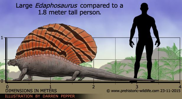 Edaphosaurus Edaphosaurus