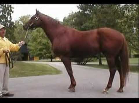 Eddington (horse) httpsiytimgcomvif2QmCwBHchqdefaultjpg