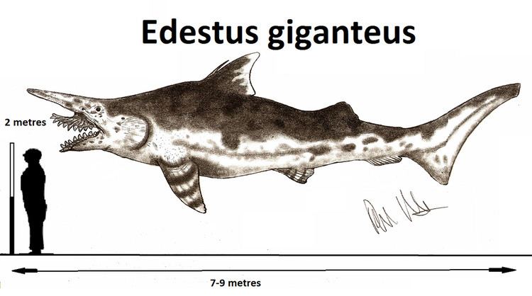 Edestus Edestus Facts and Pictures