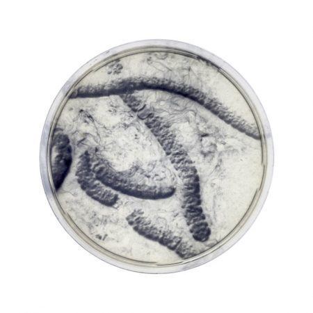 Edgar Lissel Edgar Lissel Microbial Art