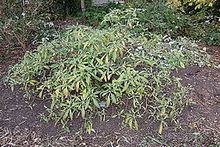 Edgeworthia gardneri httpsuploadwikimediaorgwikipediacommonsthu