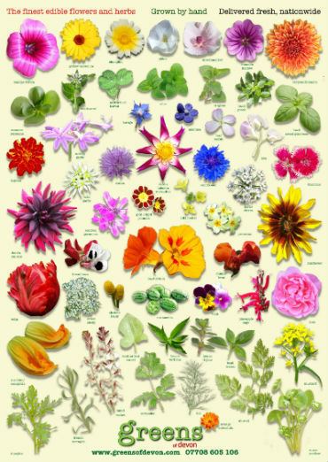 Edible flower Identify Edible flowers Guide to Edible Flowers Greens of Devon