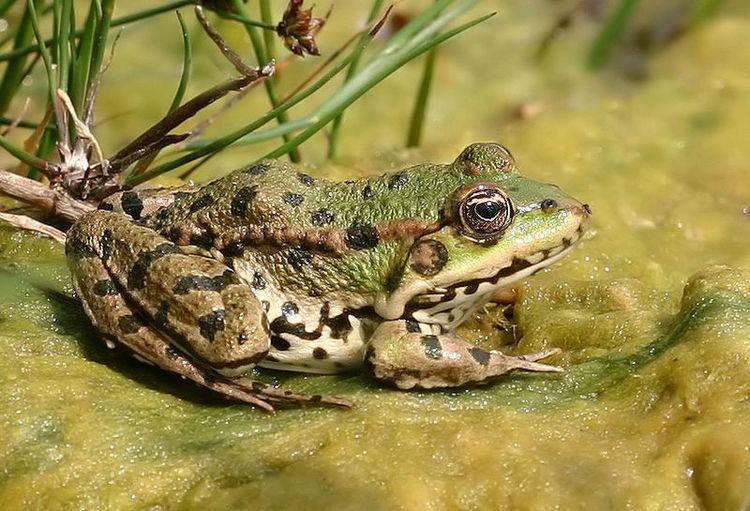 Edible frog Picture 1 of 9 Edible Frog Pelophylax Kl Esculentus Pictures