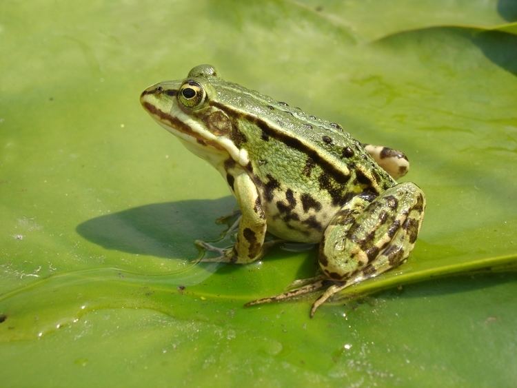 Edible frog Edible frog Wikipedia