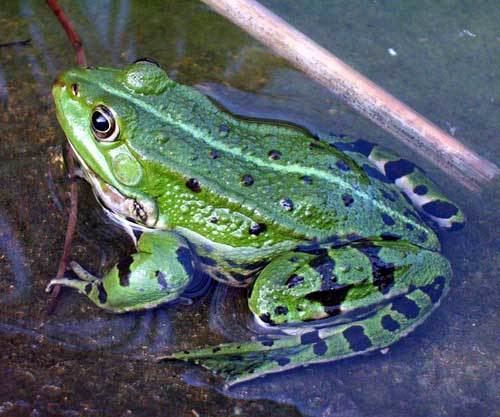 Edible frog Edible frog France