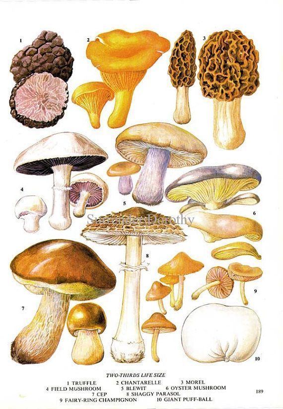 Edible mushroom 1000 ideas about Edible Mushrooms on Pinterest Fungi Boletus