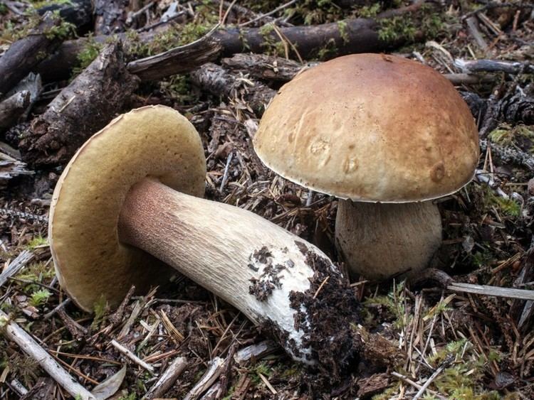 Edible mushroom assetsinhabitatcomwpcontentblogsdir1files