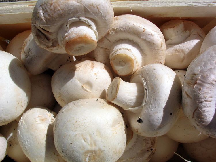 Edible mushroom Edible mushroom Wikipedia
