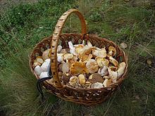 Edible mushroom Edible mushroom Wikipedia