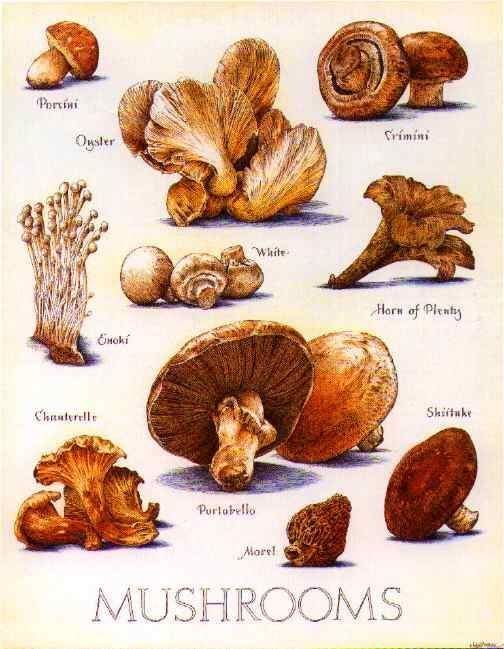 Edible mushroom 1000 ideas about Edible Mushrooms on Pinterest Fungi Boletus