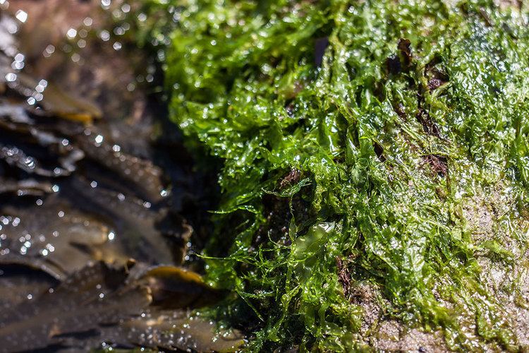 Edible seaweed A GUIDE TO EDIBLE SEAWEED GrowEatGather