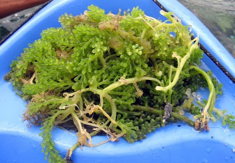Edible seaweed - Alchetron, The Free 