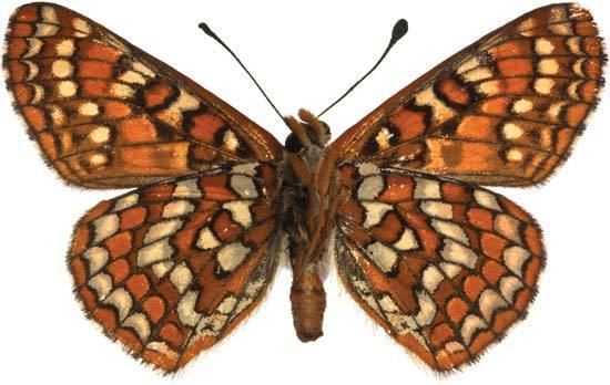 Edith's checkerspot checkerspot butterfly insect Britannicacom