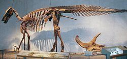 Edmontosaurini httpsuploadwikimediaorgwikipediacommonsthu