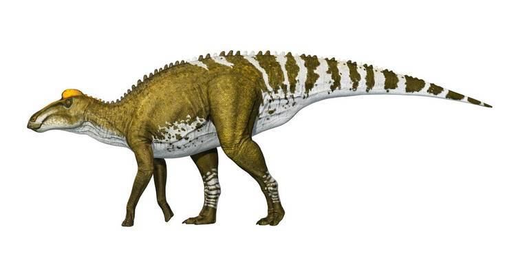 Edmontosaurus Edmontosaurus Edmontosaurus Facts DK Find Out