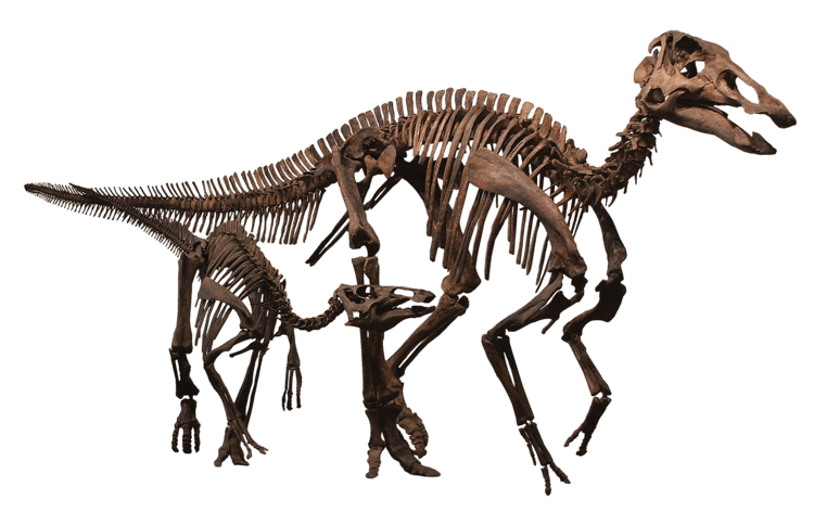 Edmontosaurus annectens Edmontosaurus annectens by Triebold Paleontology Inc