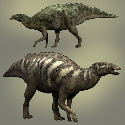 Edmontosaurus annectens Edmontosaurus annectens