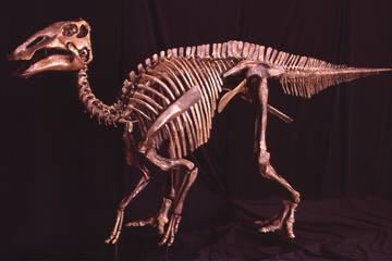 Edmontosaurus annectens Edmontosaurus annectens