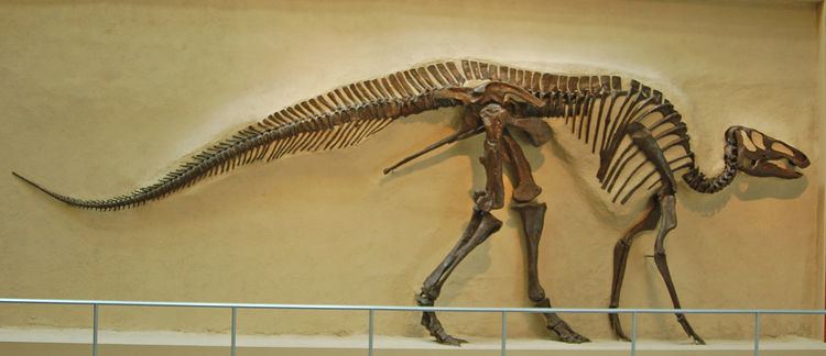 Edmontosaurus annectens FileHadrosauridae Edmontosaurus annectensJPG Wikimedia Commons