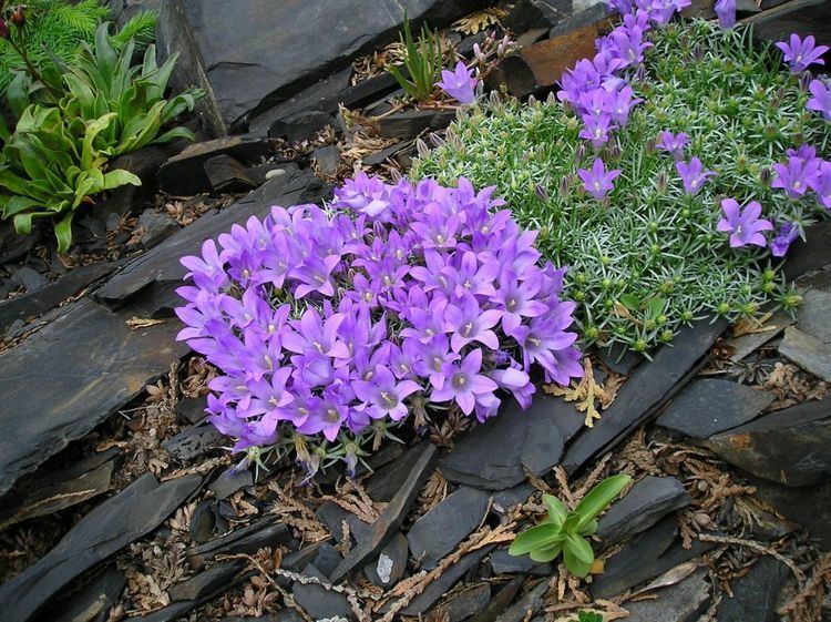 Edraianthus wwwalpineseedscom List of rock alpine seeds beginning with EFG