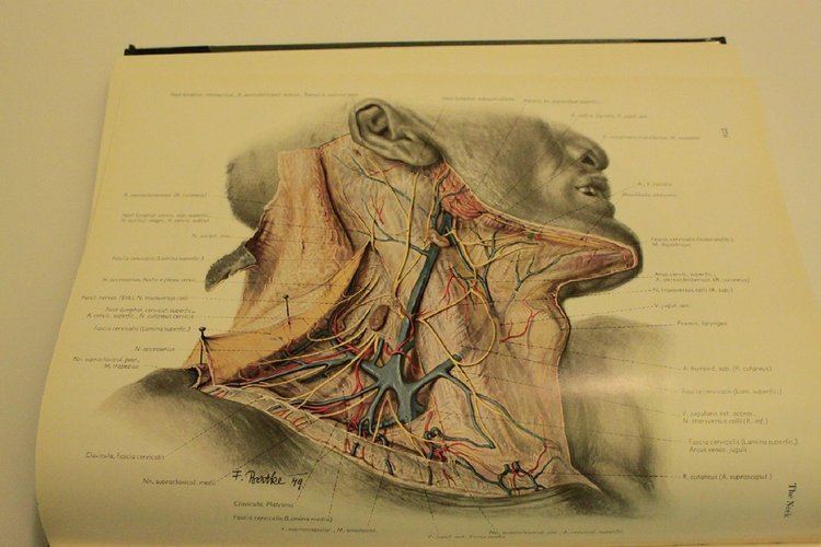 Eduard Pernkopf Atlas of Topographical and Applied Human Anatomy Volume