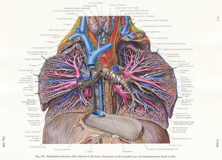 Eduard Pernkopf Topographische Anatomie des Menschen