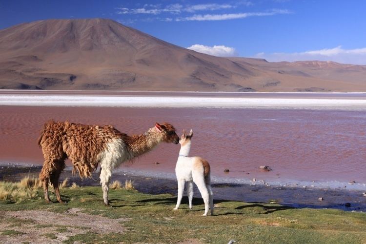 Eduardo Avaroa Andean Fauna National Reserve Laguna Colorada Eduardo Avaroa Andean Fauna National Reserve