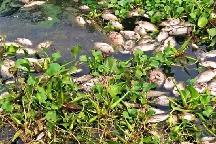 Pollution from Hyderabad dumpyard allegedly kills thousands of fish at Edulabad Lake