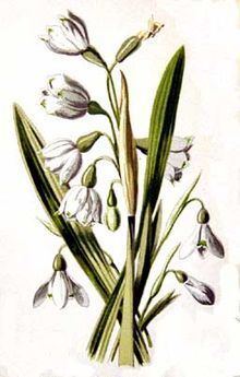 Edward Hulme httpsuploadwikimediaorgwikipediacommonsthu