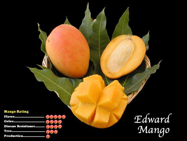 Edward (mango) wwwtropicalfruitnurserycommangoimagesedwardm