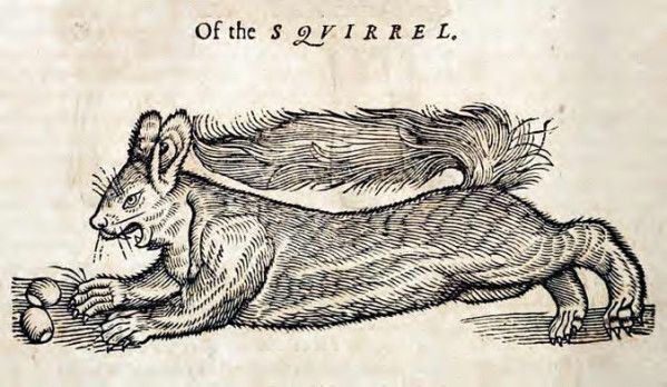 Edward Topsell The history of fourfooted beasts and serpents by