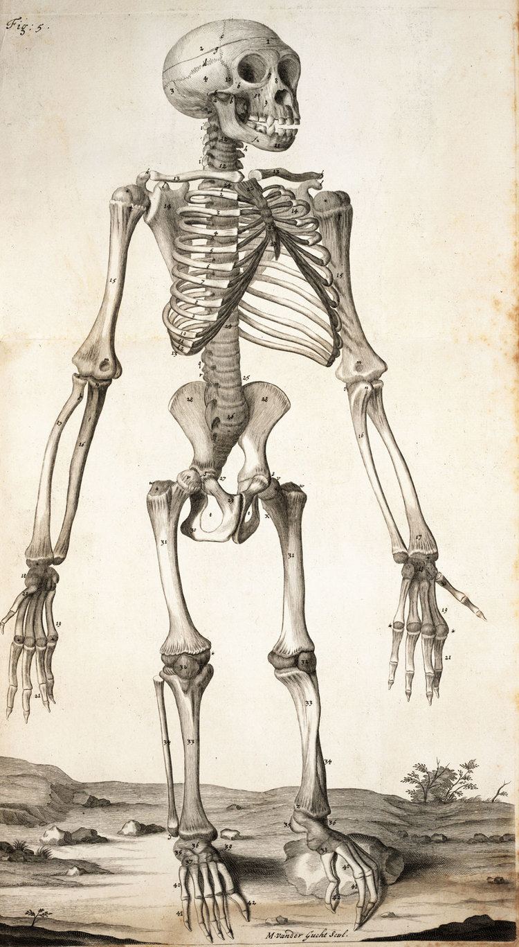 Edward Tyson Chimpanzee skeleton from Edward Tyson Orangoutang sive homo