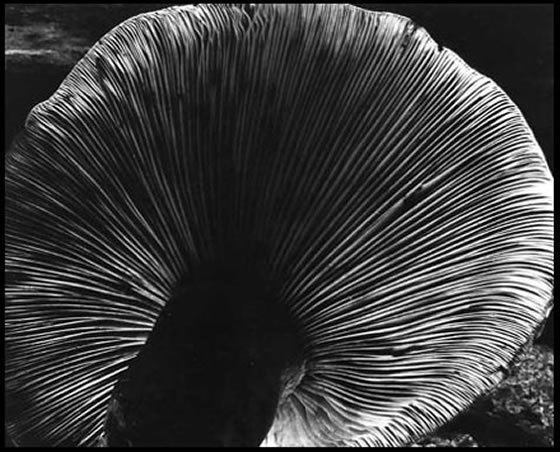 Edward Western Mushroom Edward Weston WikiArtorg