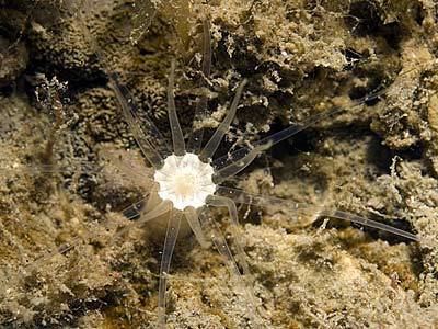 Edwardsia Edwardsia claparedii Marine Life Encyclopedia