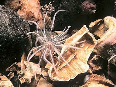 Edwardsia Edwardsia timida Marine Life Encyclopedia